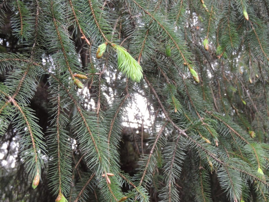 New growth & baby pine cones