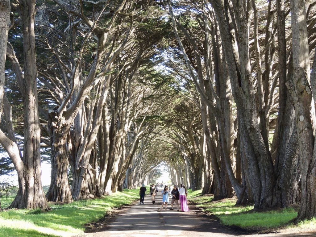 Cypress Tree Tunnel