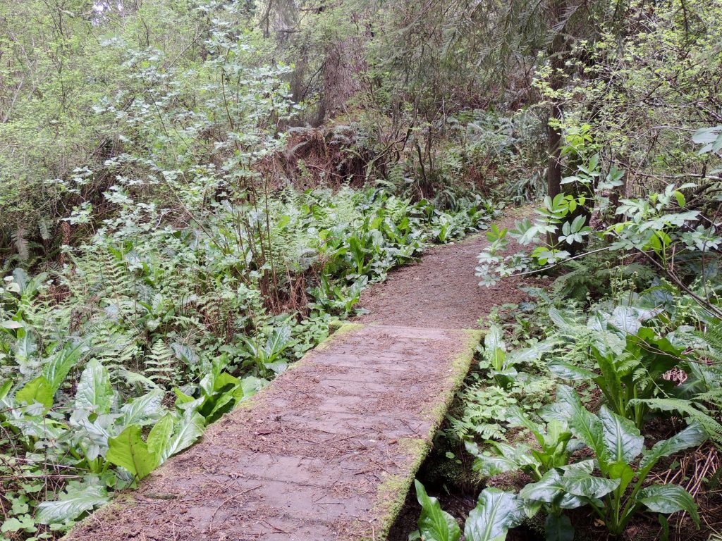 Bridge and ferns on Ceremonial Rock Trail
