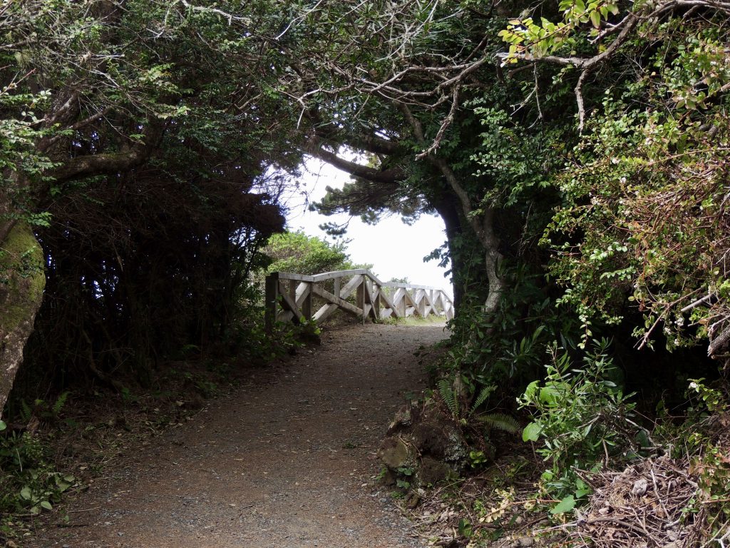 Trail to Patrick's Point Overlook