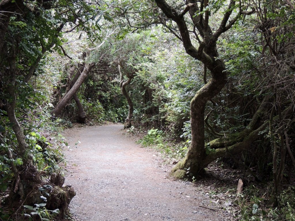 Patrick's Point Overlook Trail