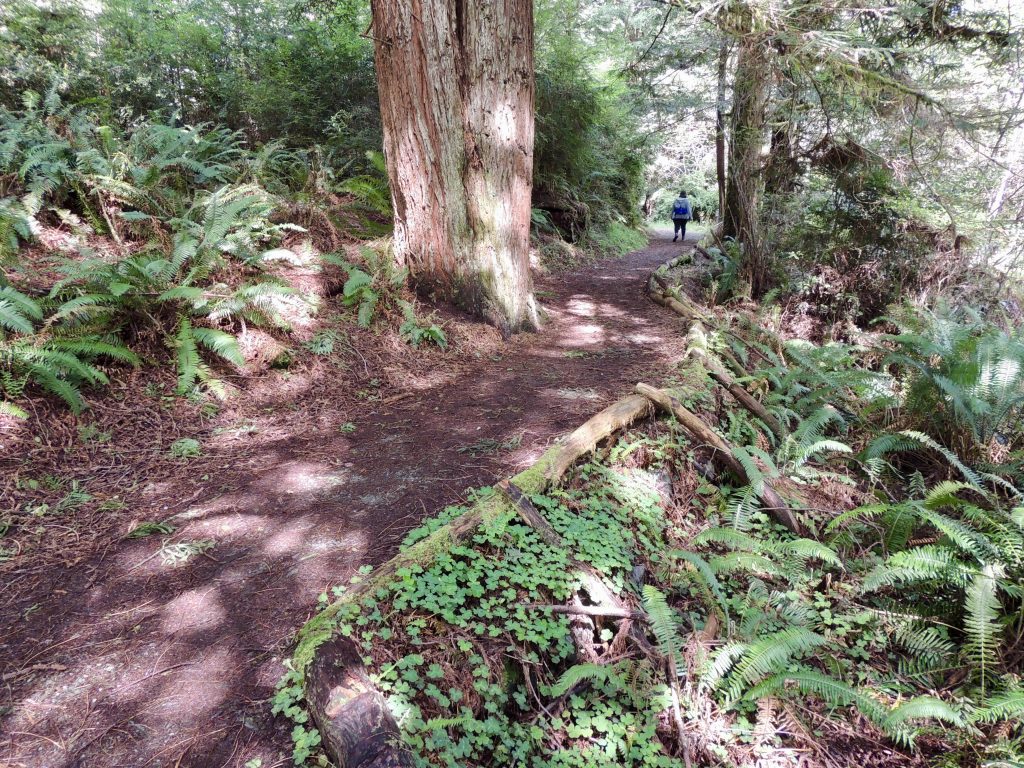Ferns lining the Foothill Trail