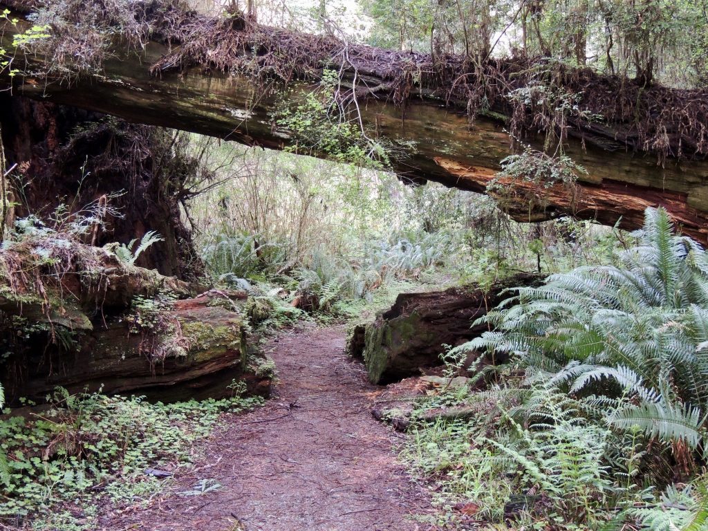 Foothill Trail passes beneath a fallen redwood