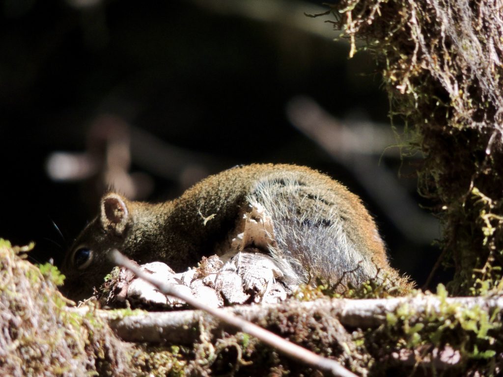 Squirrel on a branch near the Foothill Trail