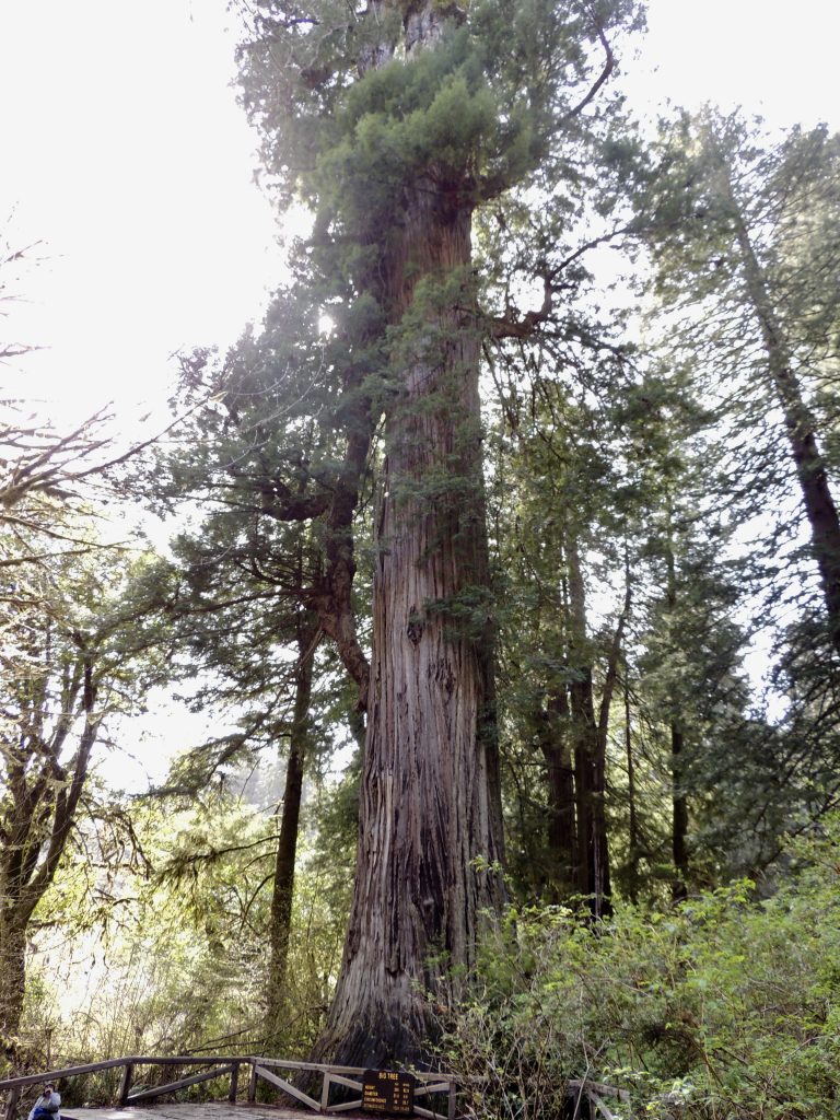 The Big Tree. It's...well...big.