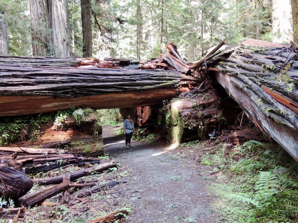 Redwood tunnel on Foothill Trail