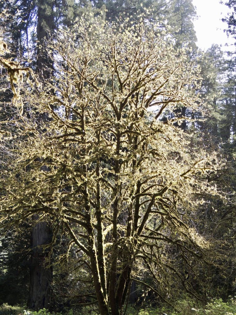 Moss-covered tree on Drury Scenic Parkway