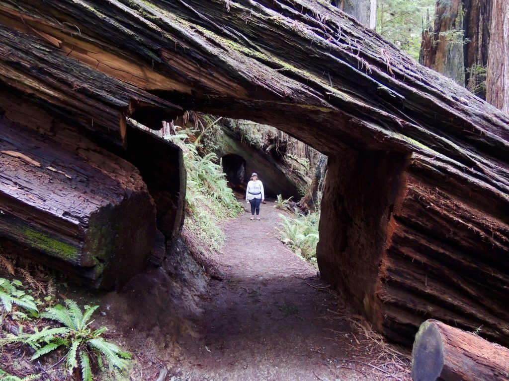 The Prairie Creek Trail passes right through two gigantic redwoods