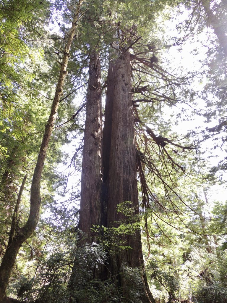 Huge redwood featured in Jurassic Park II