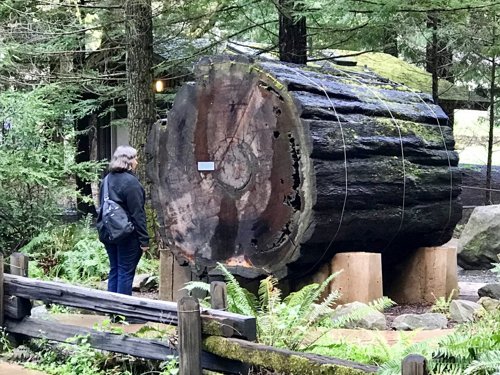 Section of an 1,100-year-old redwood