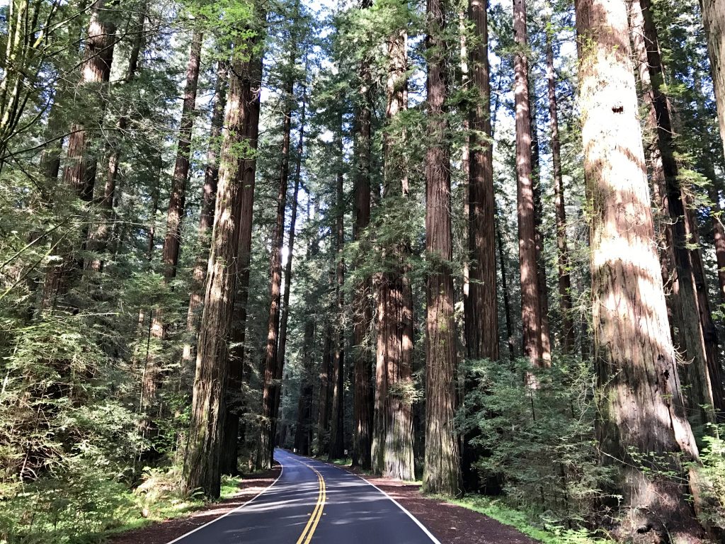 Avenue of the Giants