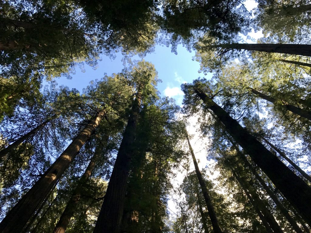 Beautiful view looking up into the Founders Grove
