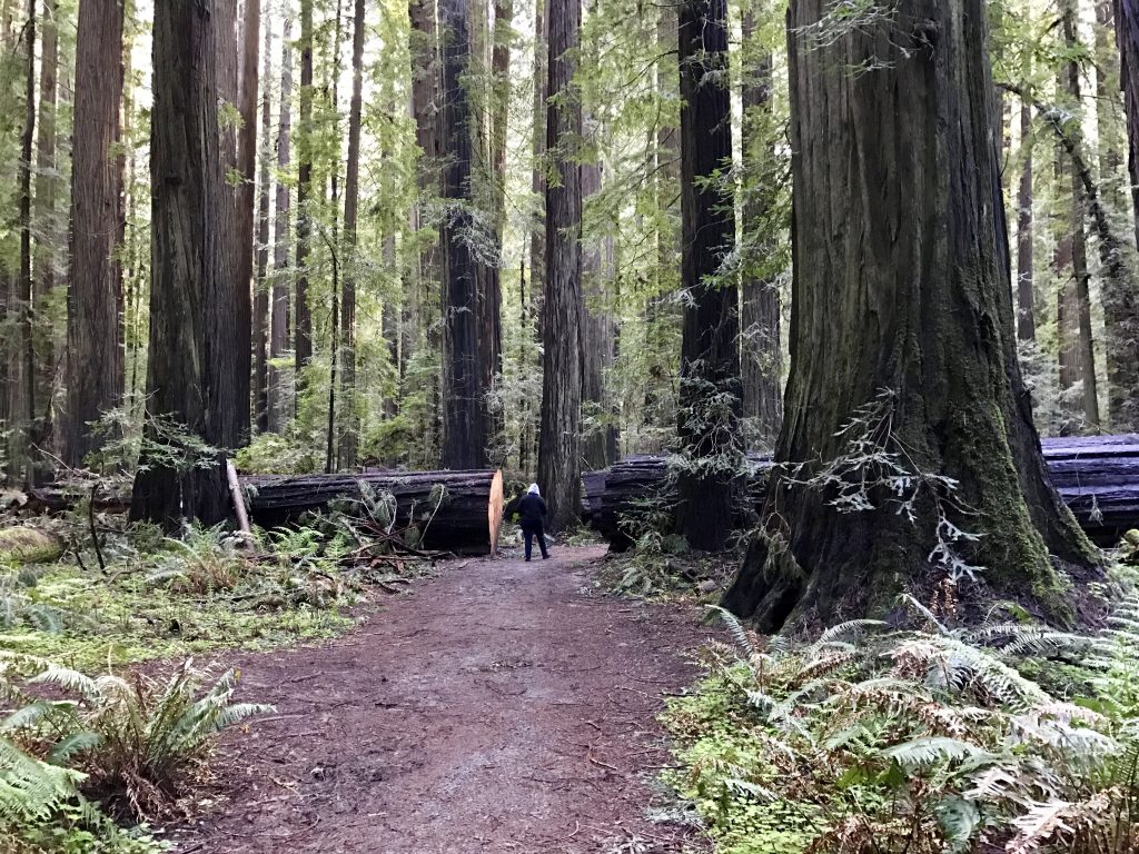 Cheryl walking through cut downed tree