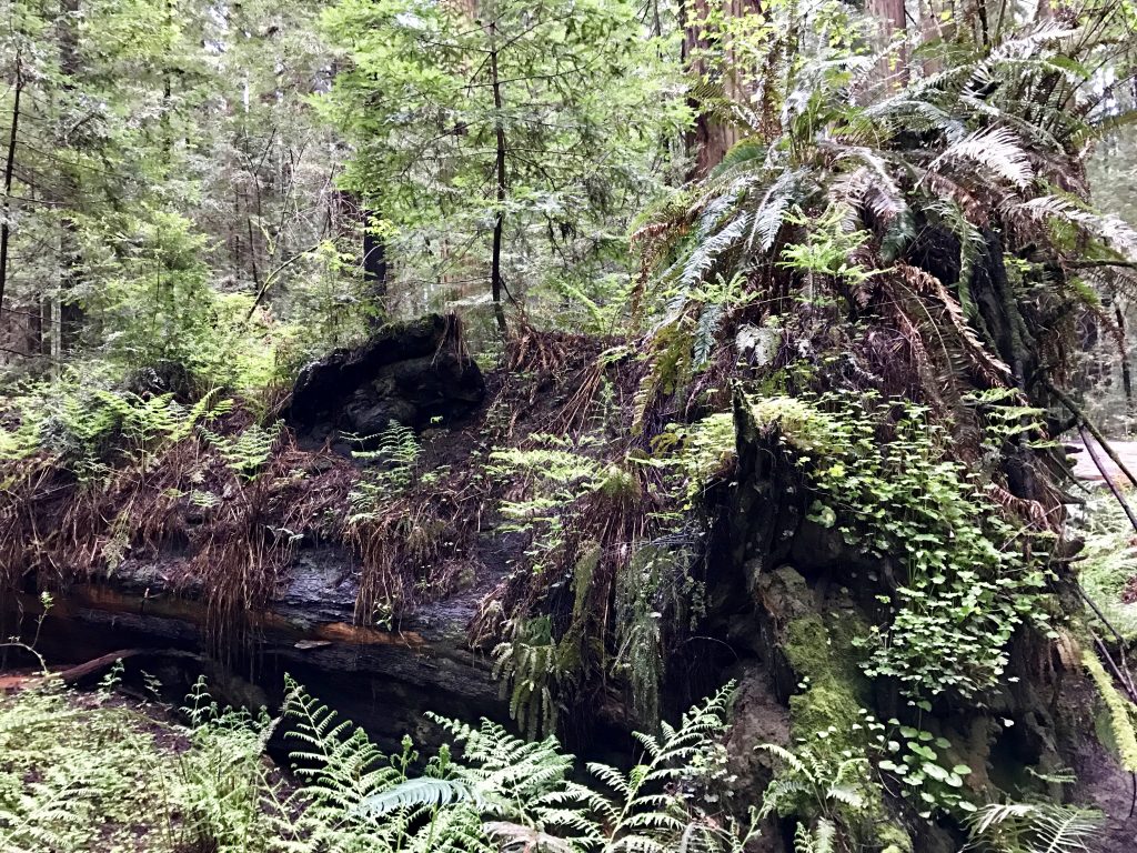 Forest reclaiming a downed tree