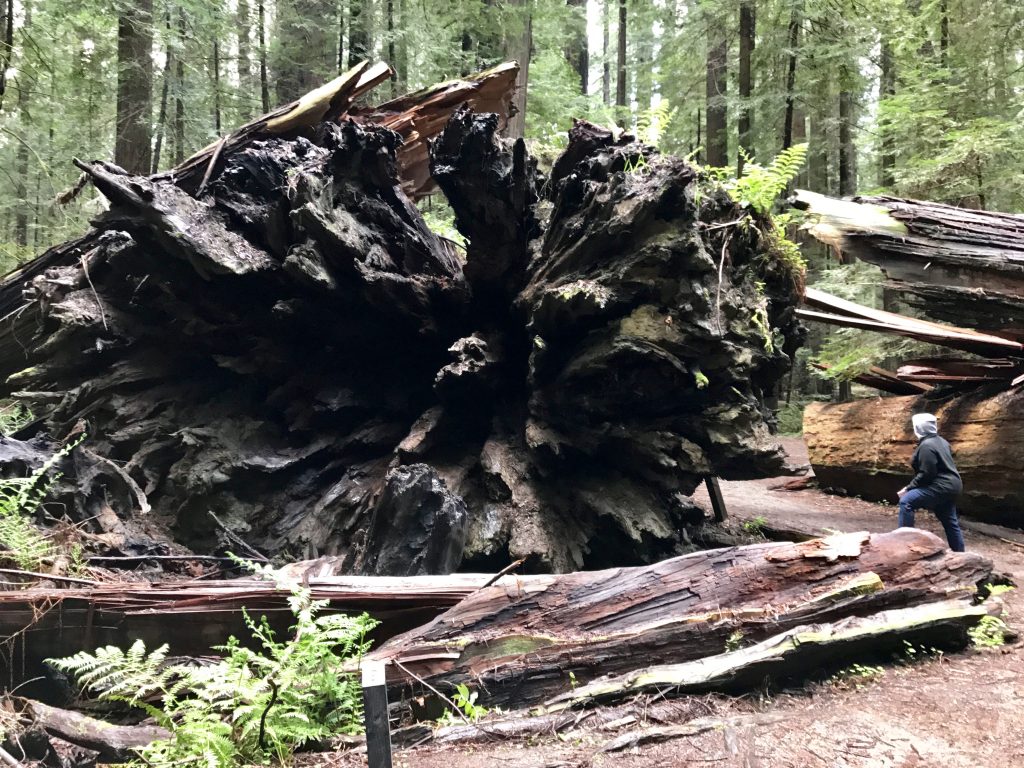 Roots of Dyerville Giant