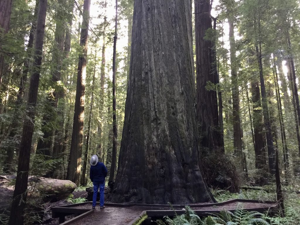 Craning my neck to try to take in the Founders Tree
