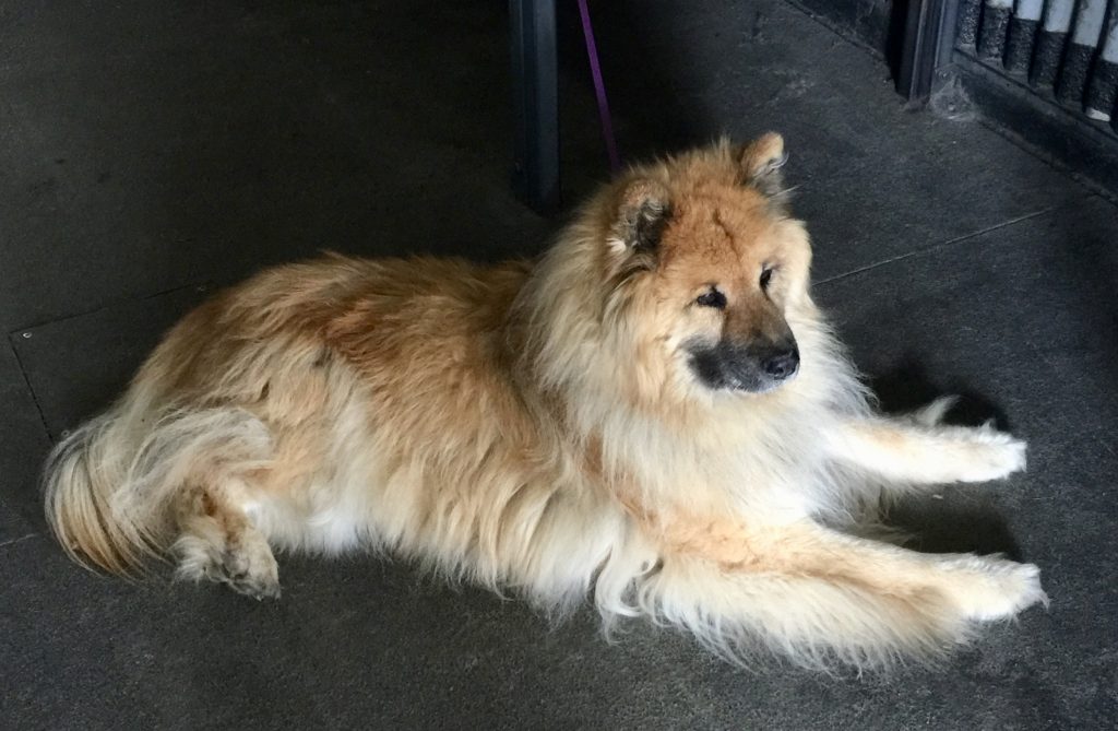 Shannon Cartwright's dog
