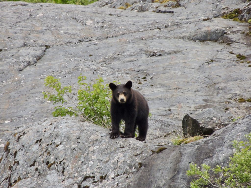 Black bear on Portage Lake