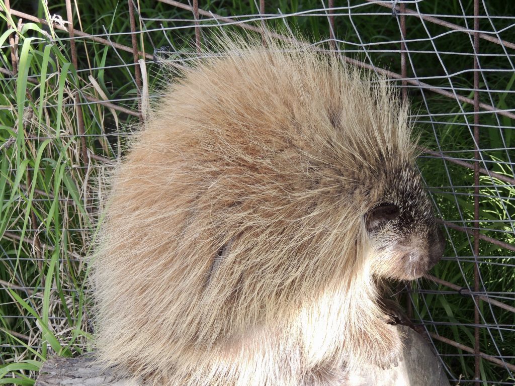 Snickers the porcupine