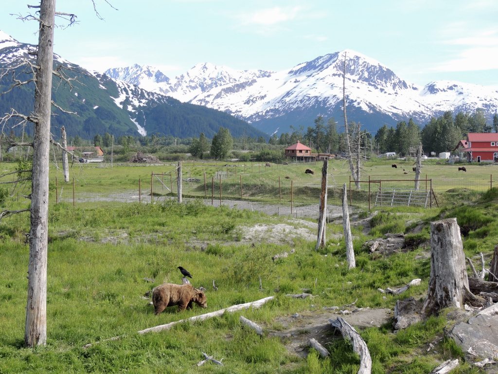 Bear habitat at AWCC