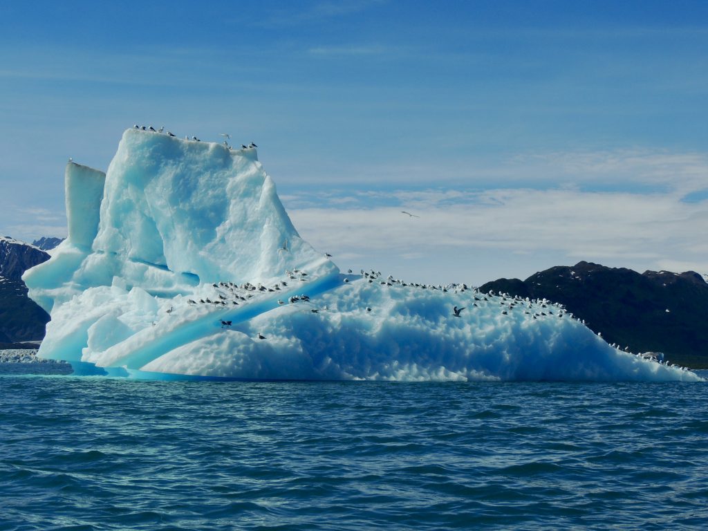 Iceberg with birds