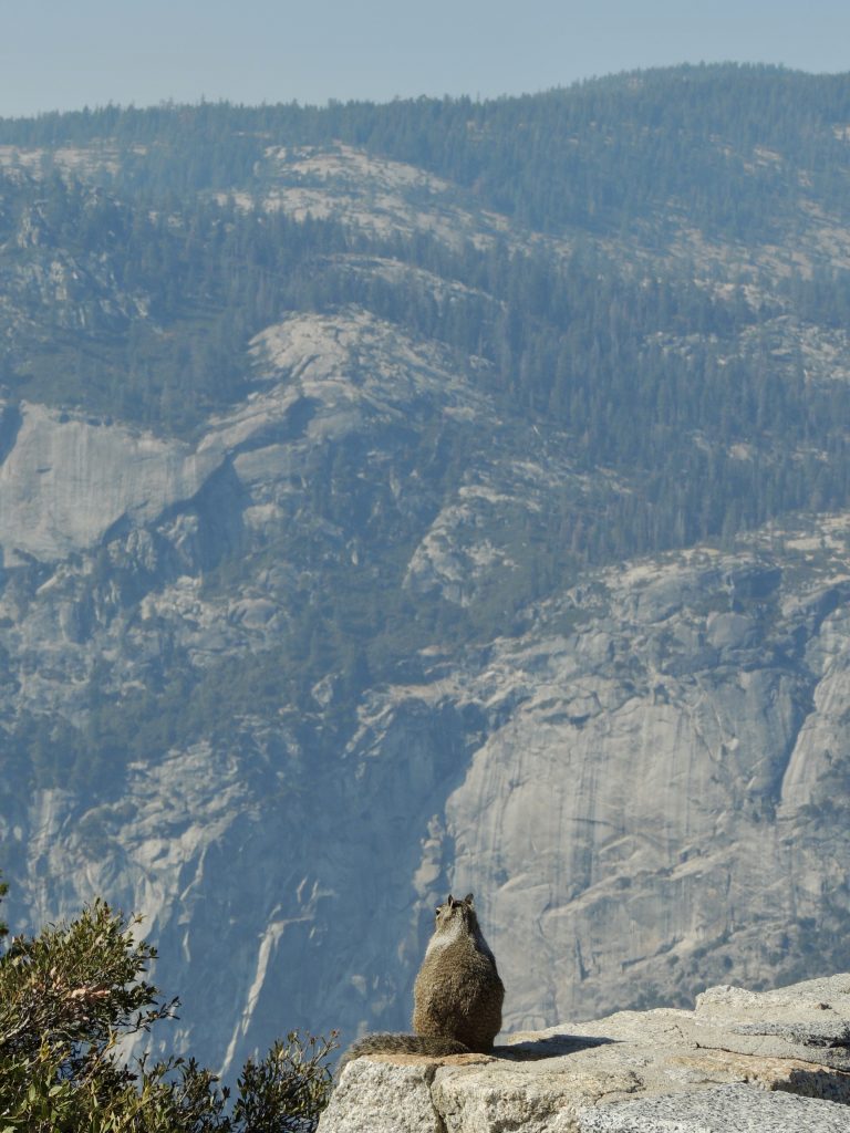 Squirrel at Glacier Point