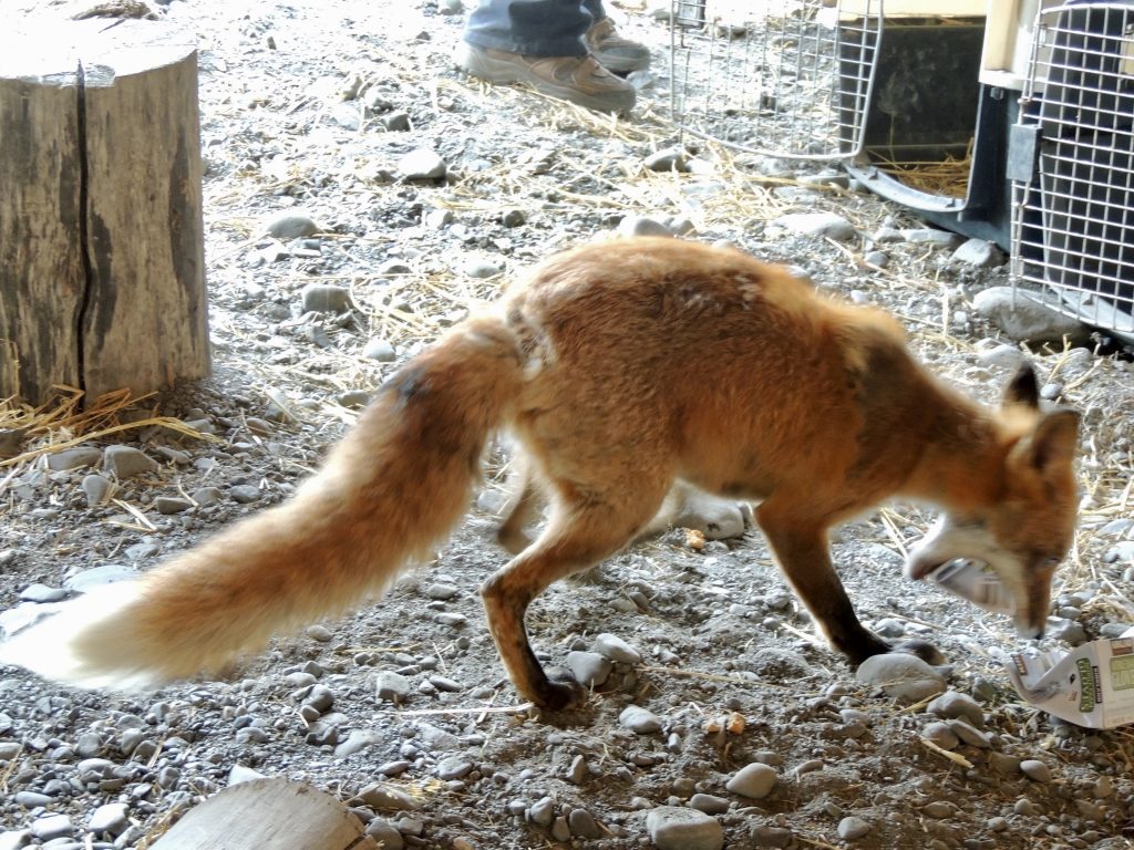 Arctic Red Fox Landmark Adventures