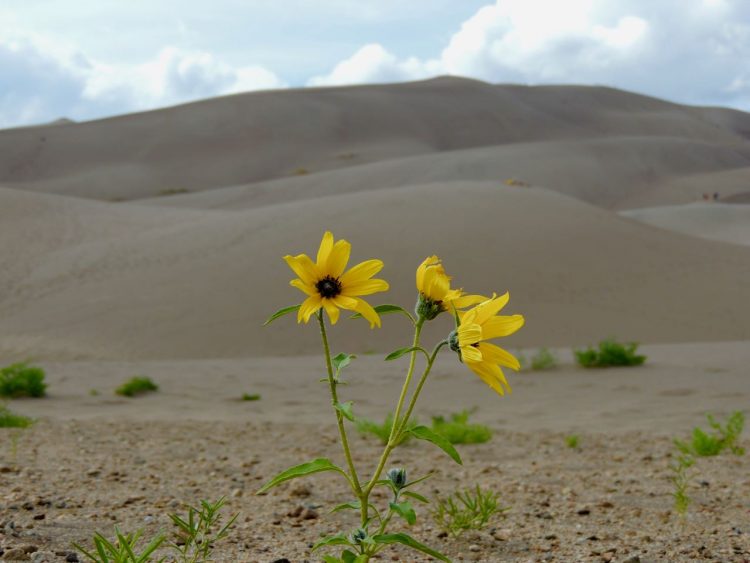 Flowers growing in the dunefield
